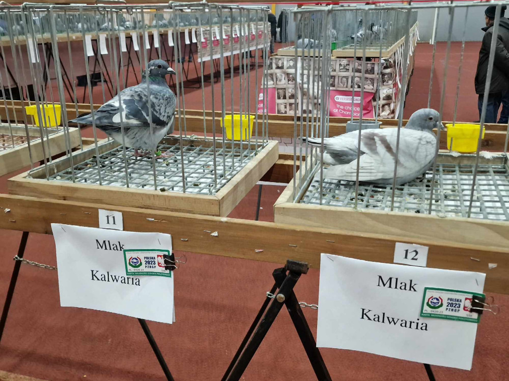 Wystawa najładniejszych gołębi w województwie małopolskim w hali sportowej w Żarkach - 02.12.2023r.