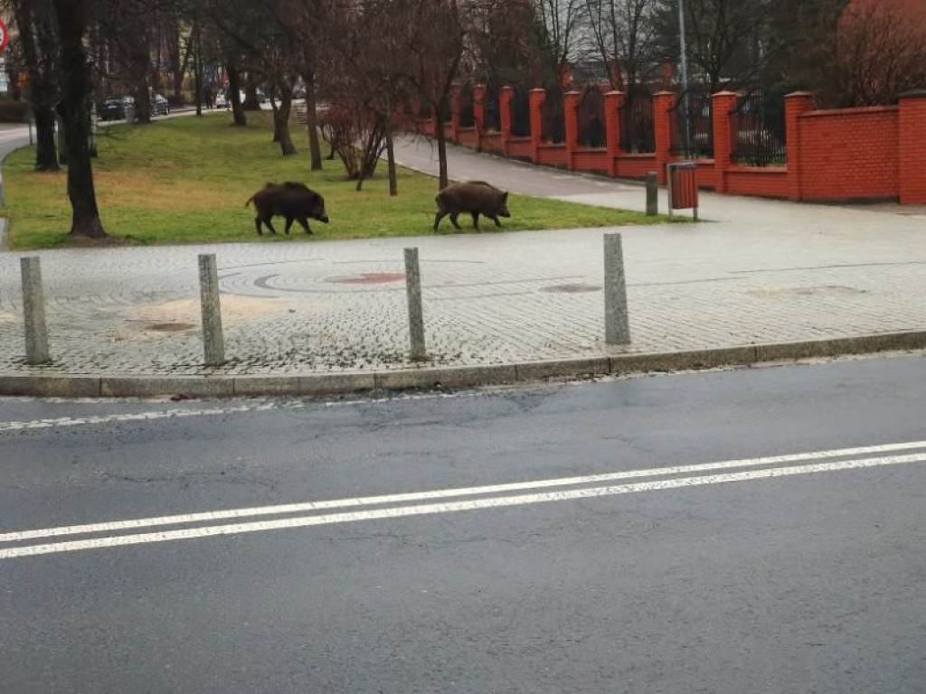 Dziki w centrum Chrzanowa