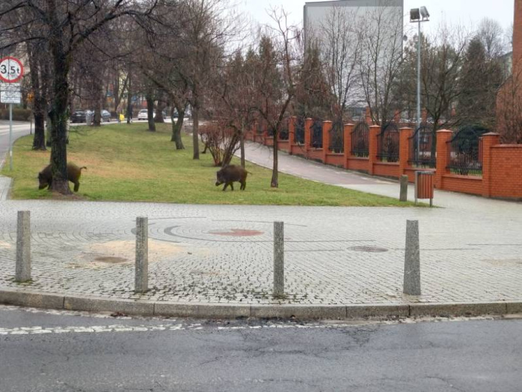 Dziki w centrum Chrzanowa