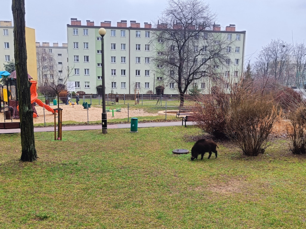 Dziki przy tężni solankowej na osiedlu Północ w Chrzanowie