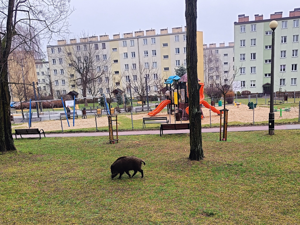 Dziki przy tężni solankowej na osiedlu Północ w Chrzanowie