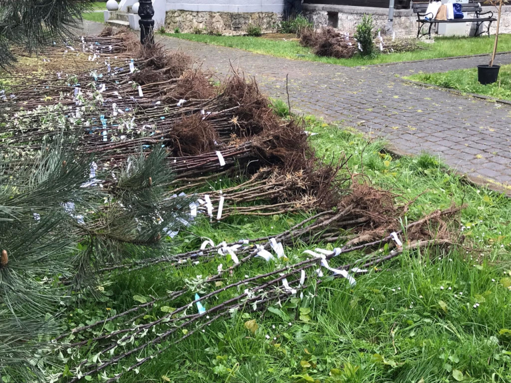 Starosta krakowski rozdaje sadzonki przy LO w Krzeszowicach 17.04.2024