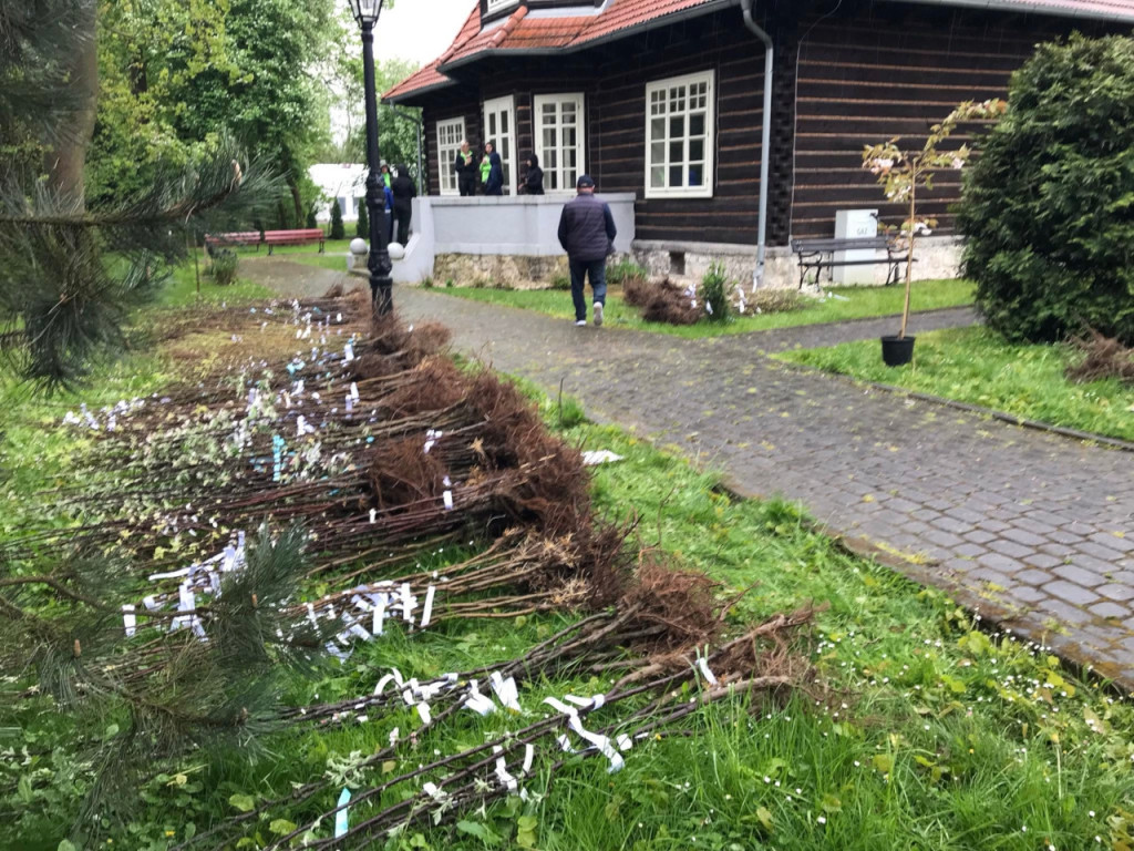 Starosta krakowski rozdaje sadzonki przy LO w Krzeszowicach 17.04.2024
