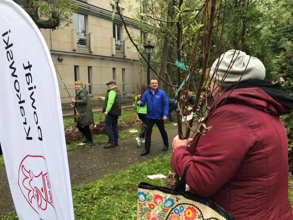 Starosta krakowski rozdaje sadzonki przy LO w Krzeszowicach 17.04.2024