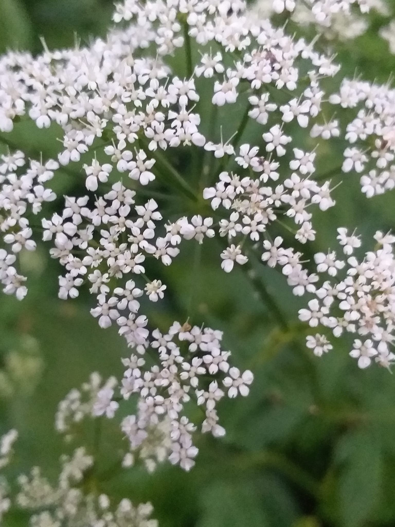 Kwiaty polne w obiektywie grupowiczów PRZEŁOMowe Kadry