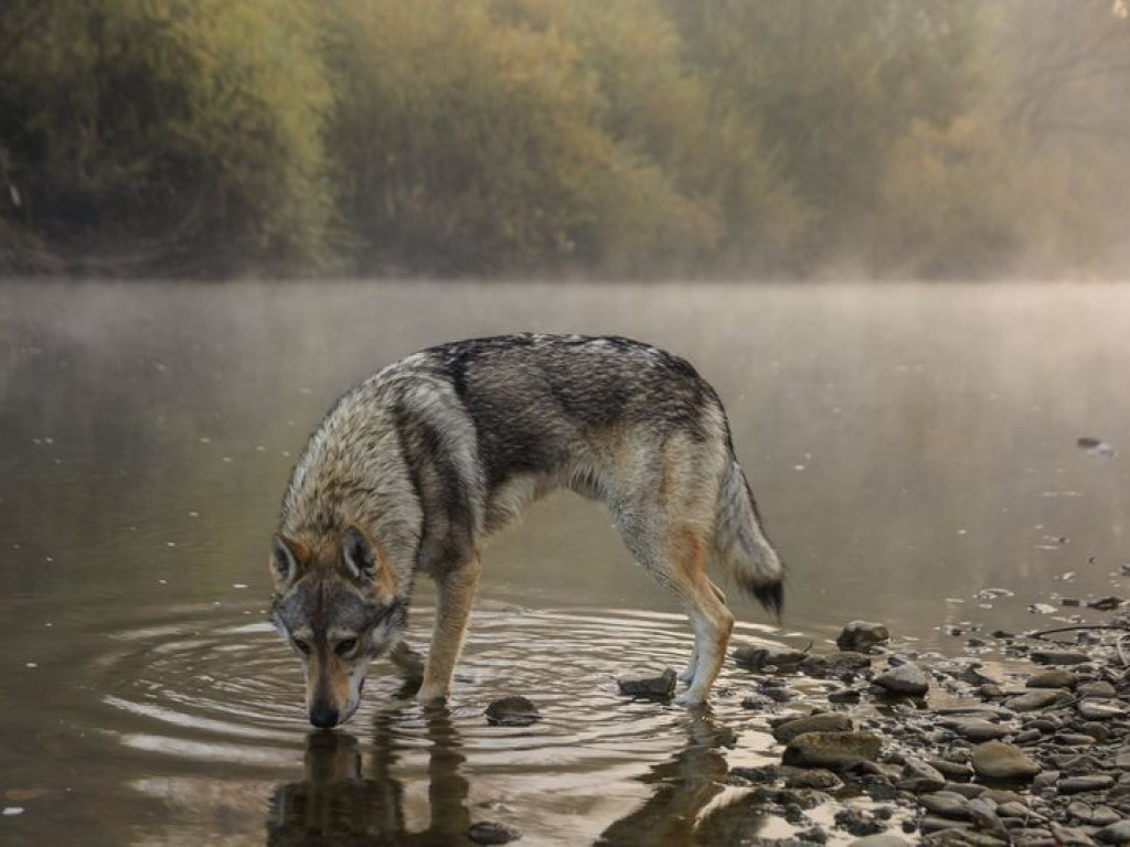 Zwierzęta w obiektywie grupowiczów PRZEŁOMowe Kadry