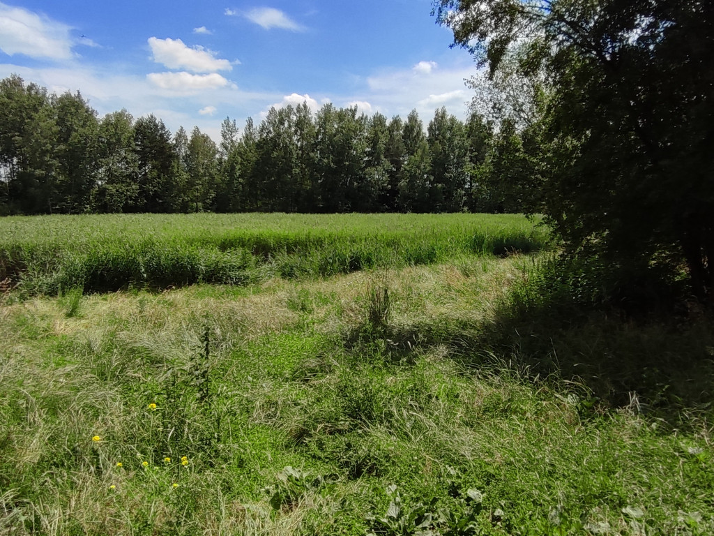 Zarośnięta Dolina Trzech Stawów w Chrzanowie