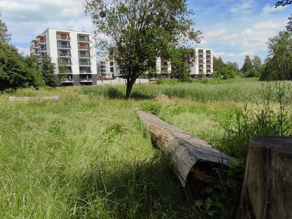 Zarośnięta Dolina Trzech Stawów w Chrzanowie