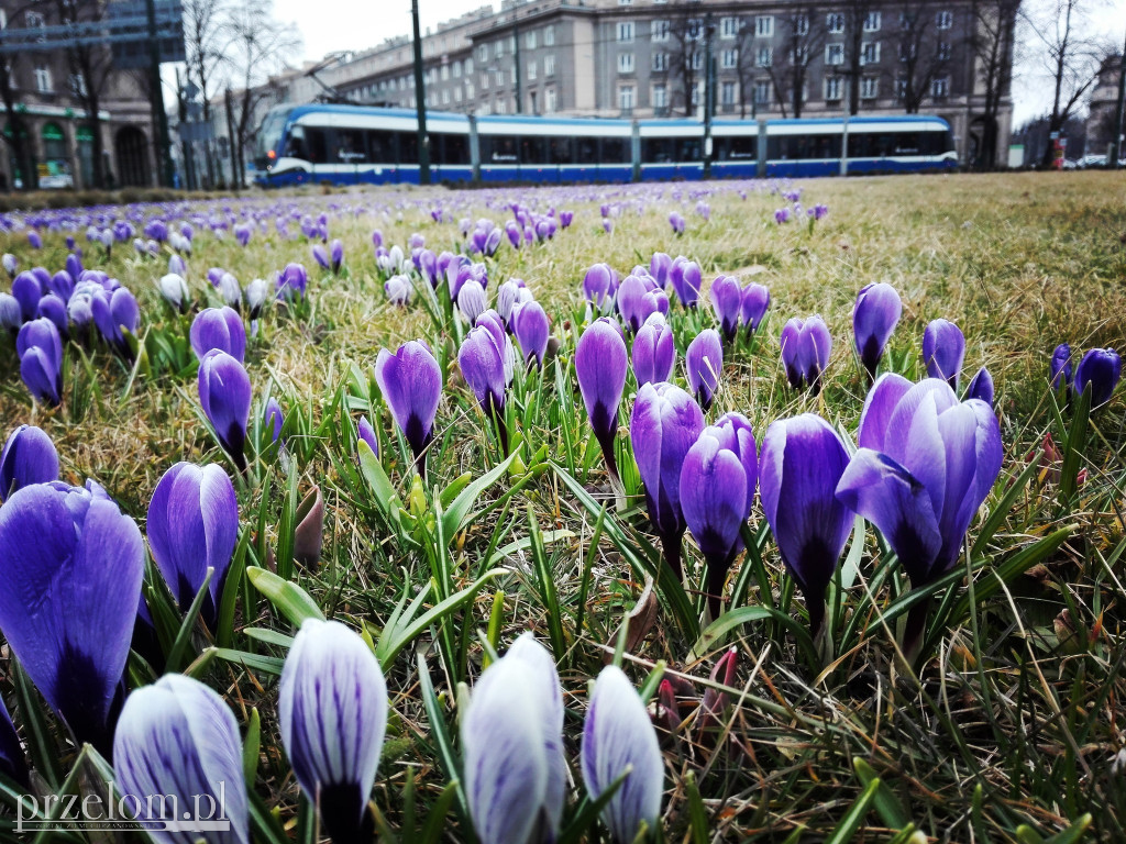 Tramwaj w obiektywie grupowiczów PRZEŁOMowe Kadry