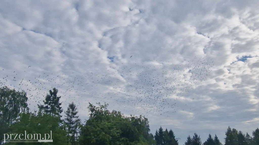 3000 gołębi nad Libiążem - 10.08.2024r.