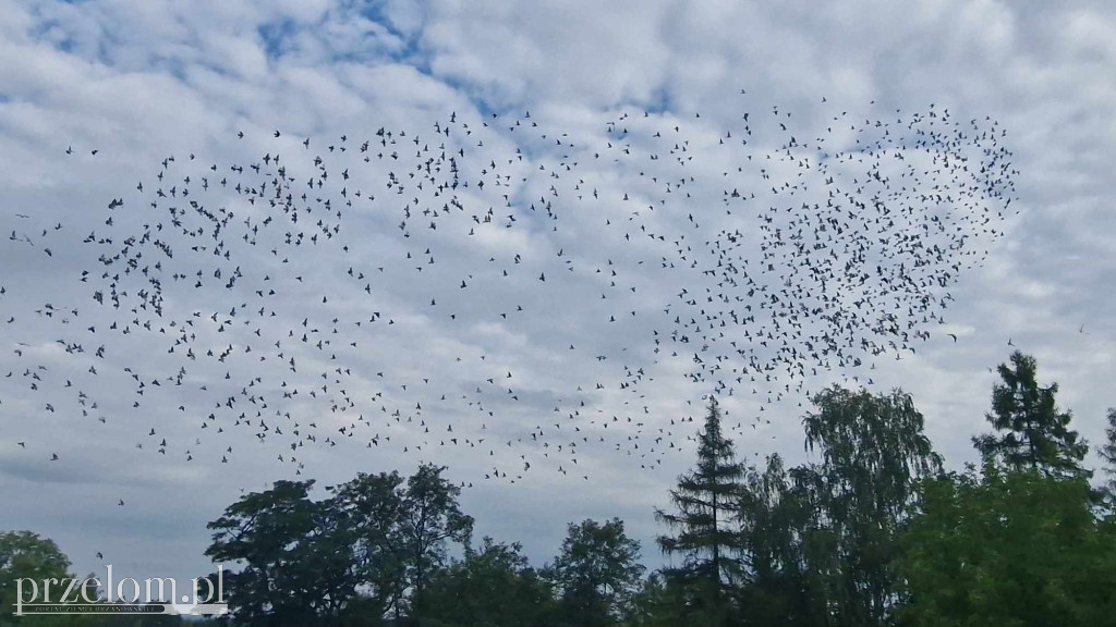 3000 gołębi nad Libiążem - 10.08.2024r.