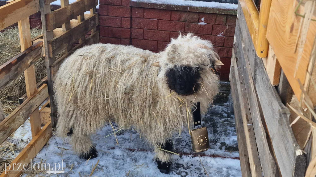 Żywa Szopka w Myślachowicach - 06.01.25