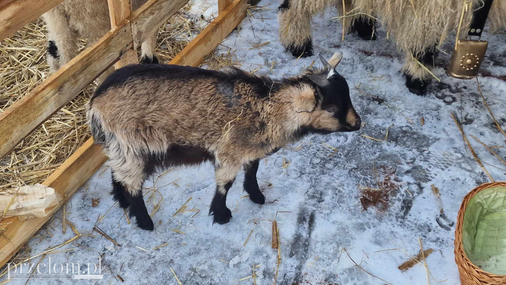 Żywa Szopka w Myślachowicach - 06.01.25