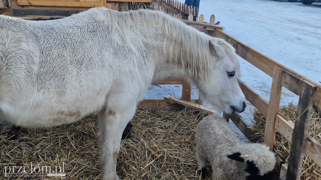 Żywa Szopka w Myślachowicach - 06.01.25