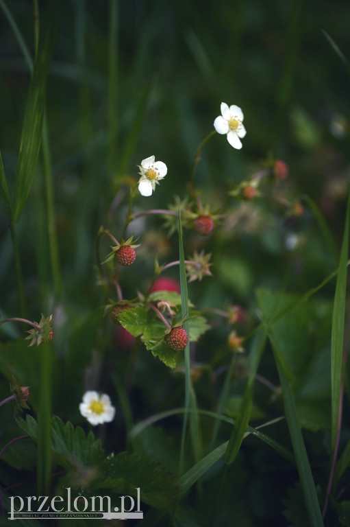 Natura w obiektywie PRZEŁOMowych Kadrów