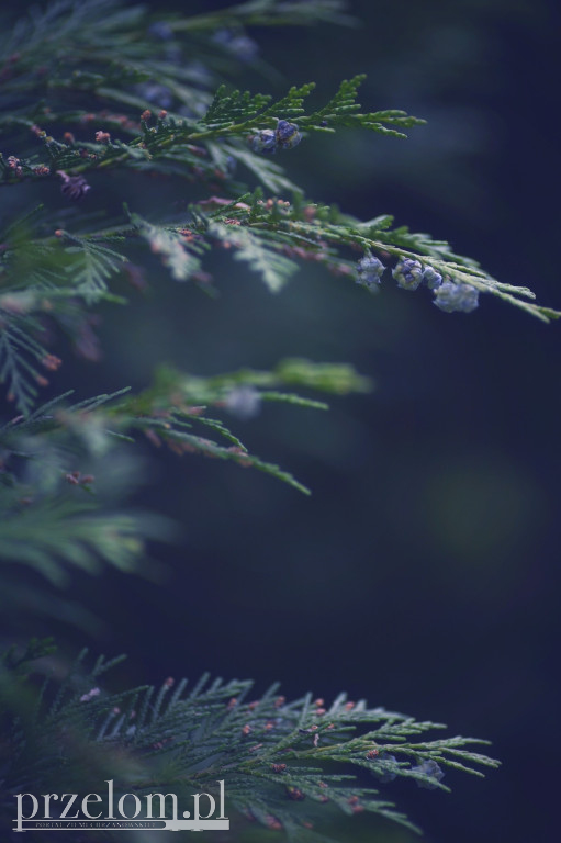 Natura w obiektywie PRZEŁOMowych Kadrów