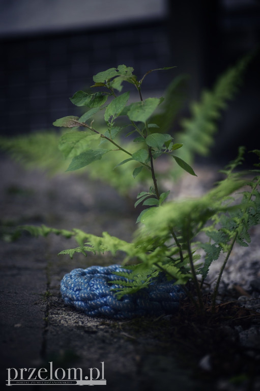 Natura w obiektywie PRZEŁOMowych Kadrów