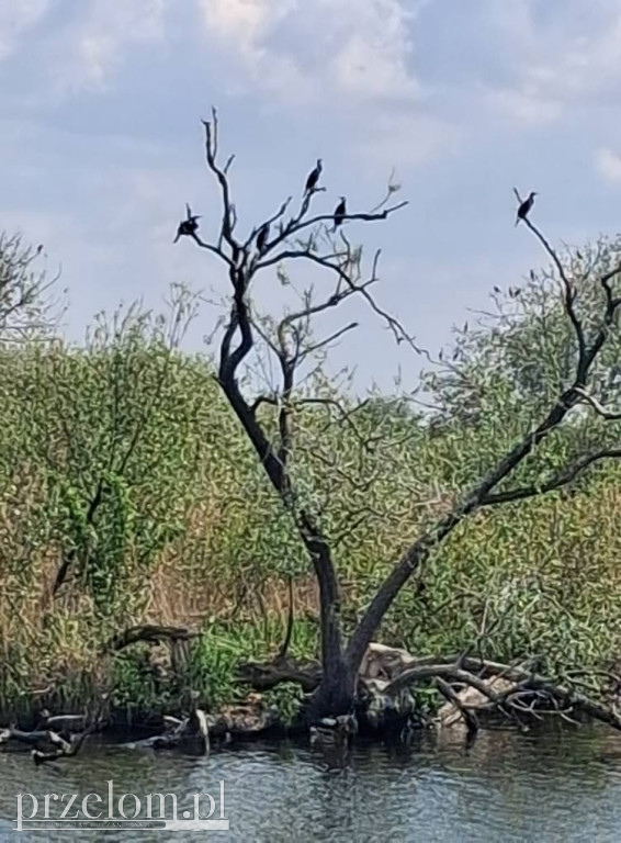 Natura w obiektywie PRZEŁOMowych Kadrów