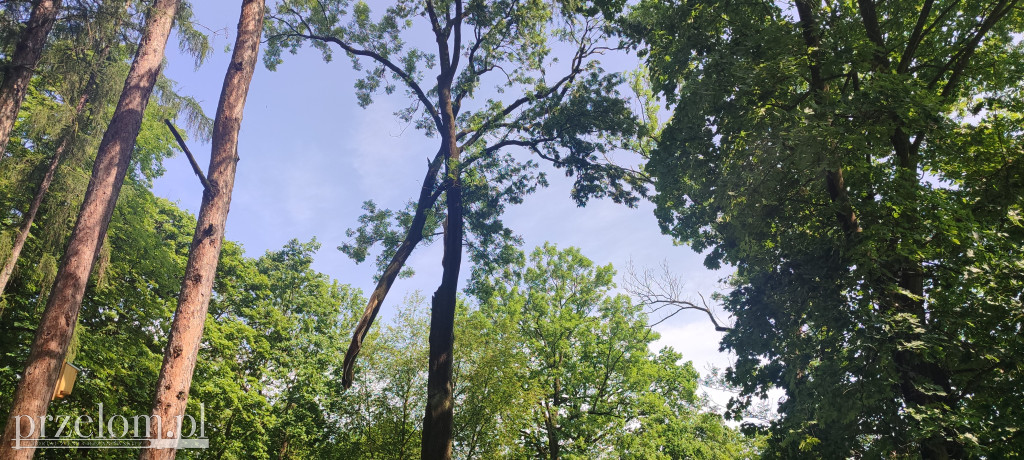 Park po nawałnicy w Chrzanowie Kościelcu