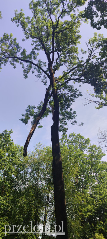 Park po nawałnicy w Chrzanowie Kościelcu