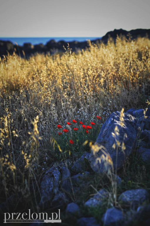Maki w PRZEŁOMowych Kadrach