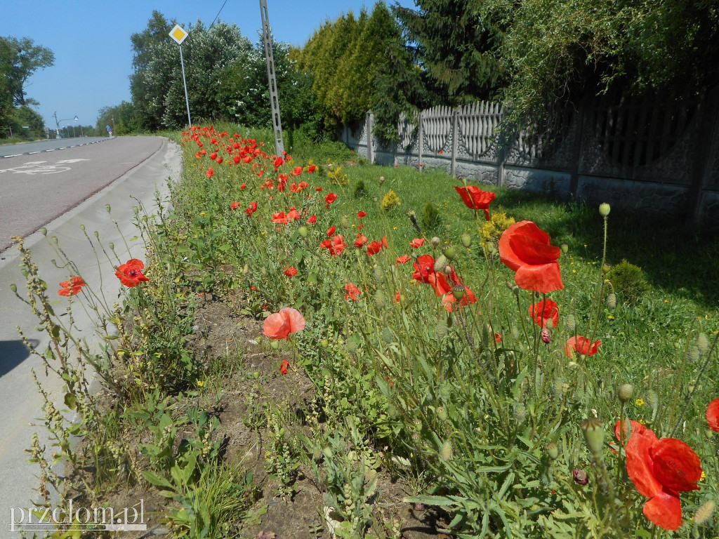 Maki w PRZEŁOMowych Kadrach