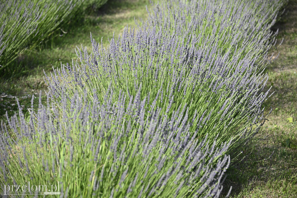 Otwarcie Lawendowego Pola w Filipowicach - 28.06.2025