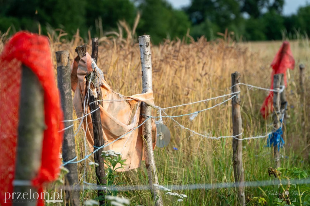 Pola i łąki w Przełomowych Kadrach