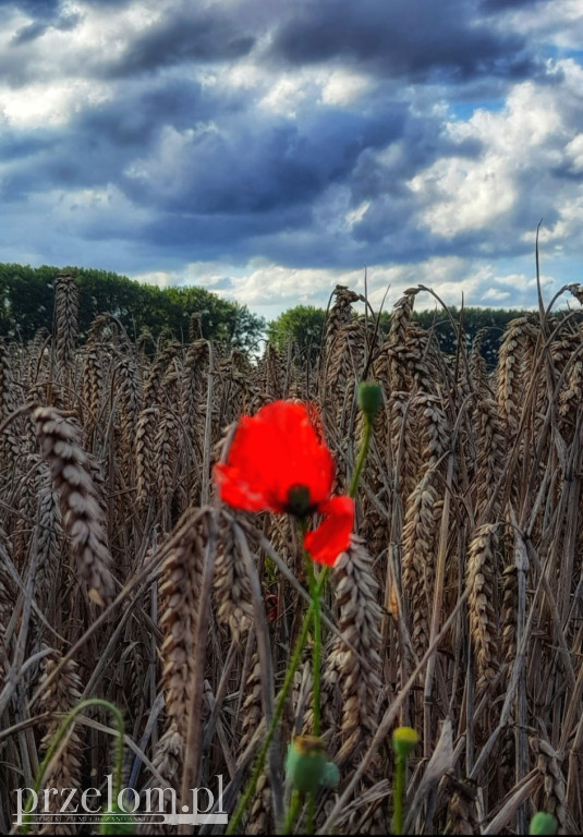 Pola i łąki w Przełomowych Kadrach