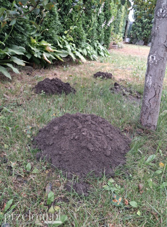 Pola i łąki w Przełomowych Kadrach