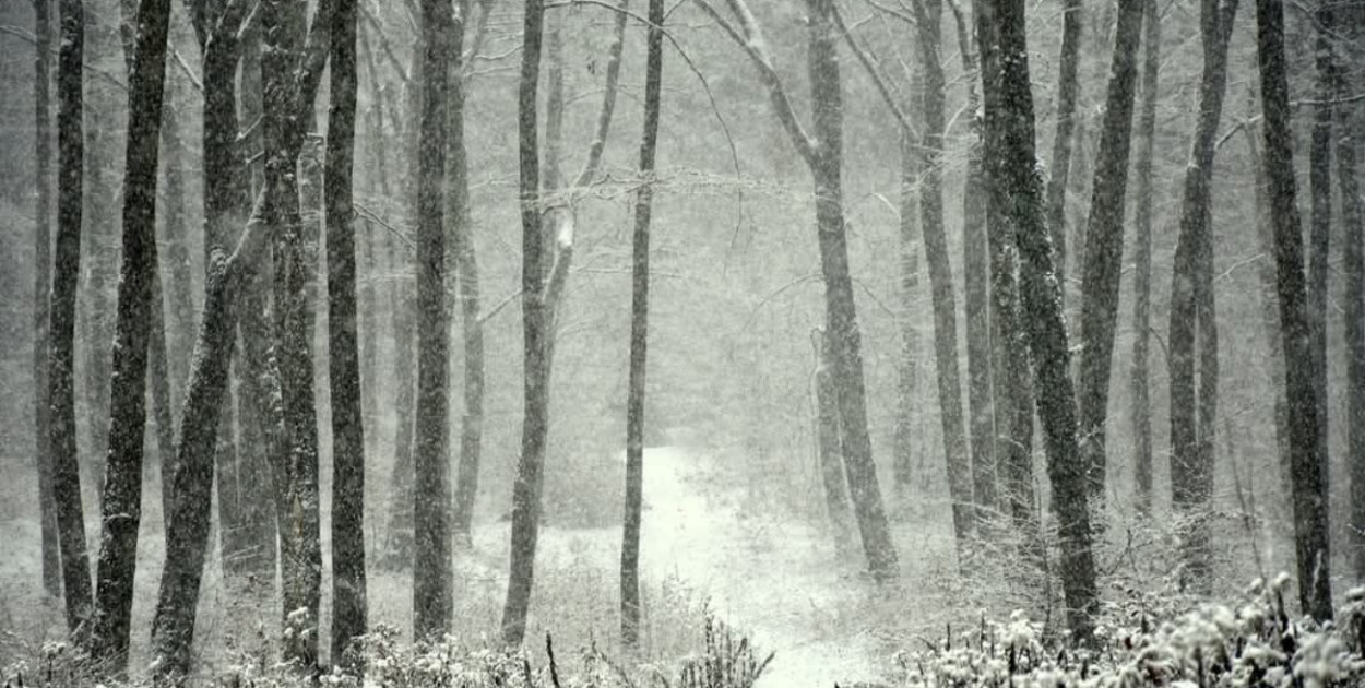 Las w PRZEŁOMowych Kadrach