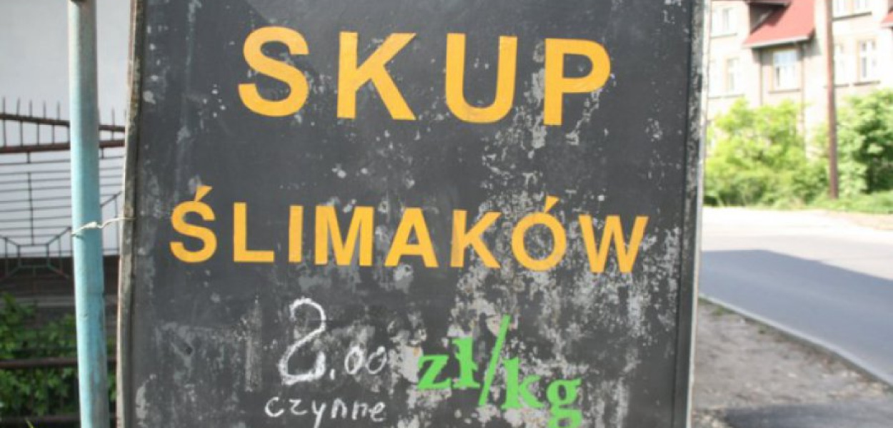 Ślimaki są skupowane w hali przy ul. 22 Lipca w Trzebini-Górce 