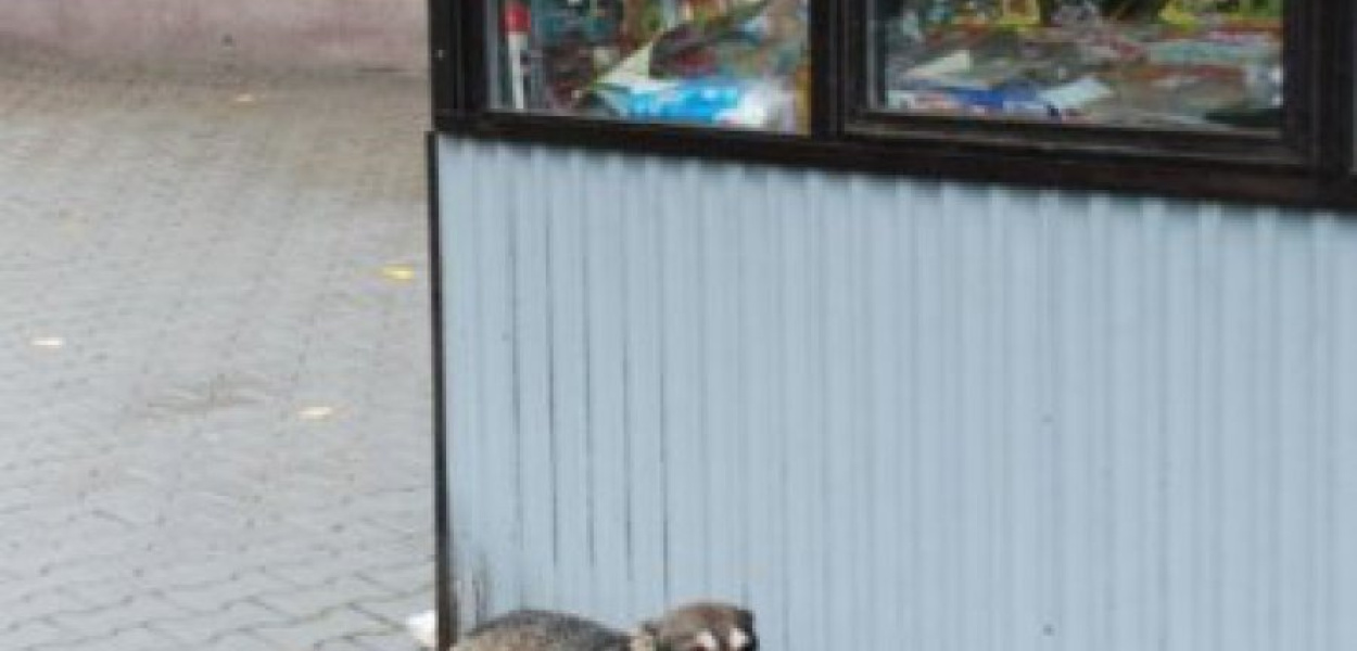 Suczka czeka na właściciela w rejonie kiosku przy ul. Gęsikowskiego w Alwerni