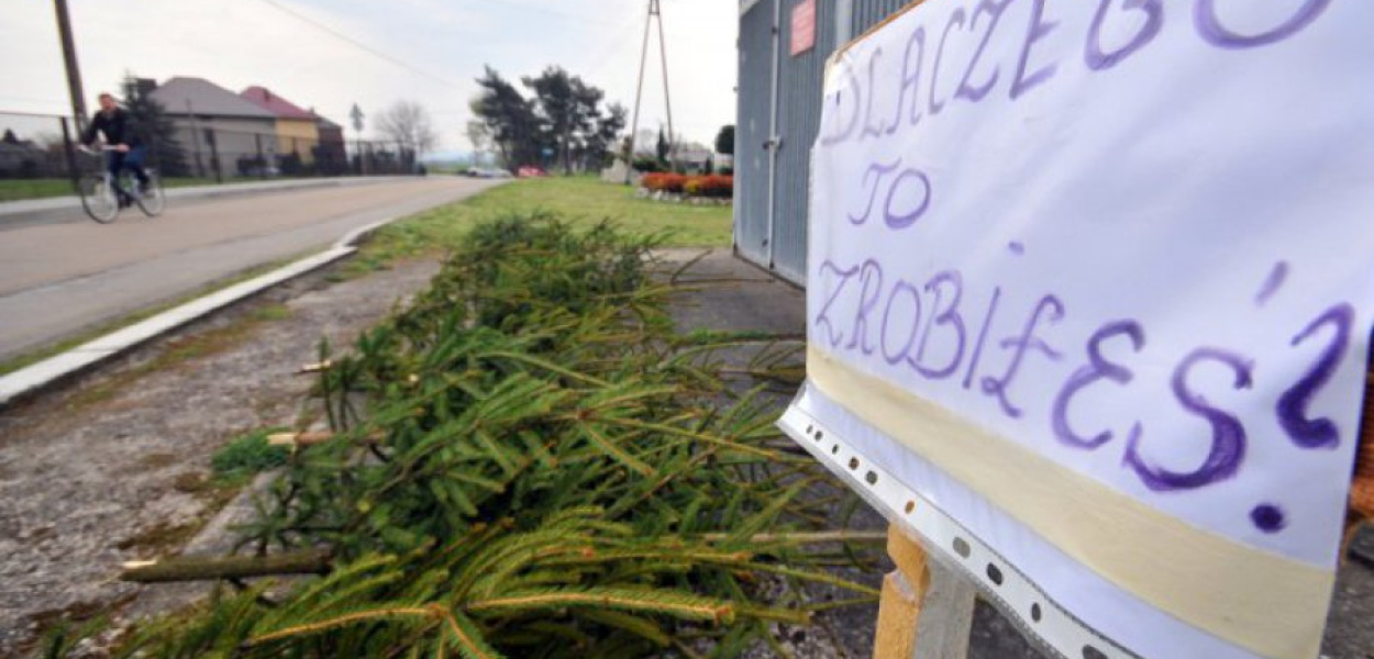 Zniszczone świerki ułożone przy ul. Relaksowej w Okleśnej