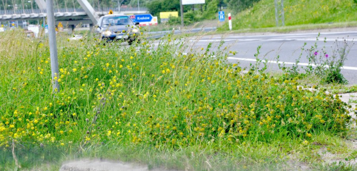 Trawy przy wyjeździe z A4 na Trzebinię 