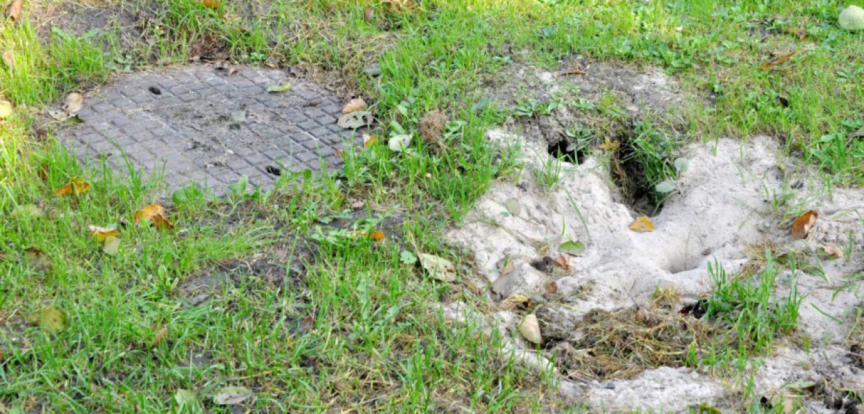 Szczurze jamy przy studzienkach kanalizacyjnych w pobliżu bloków przy ul. Armii Krajowej w Krzeszowicach