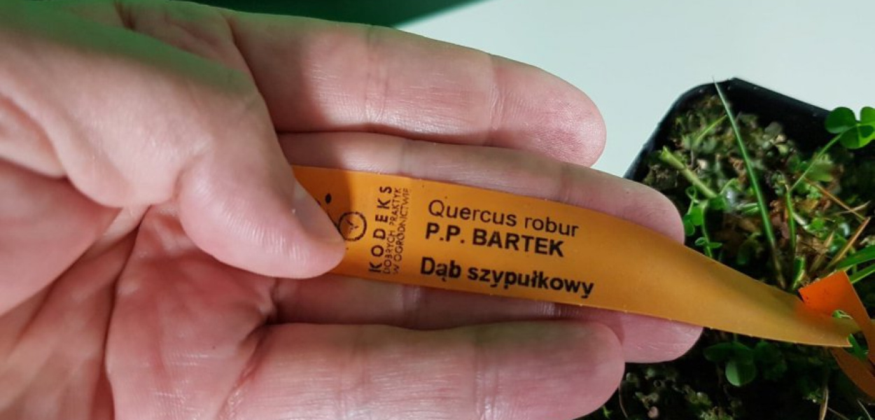 Sadzonka dotarła już do Chrzanowa