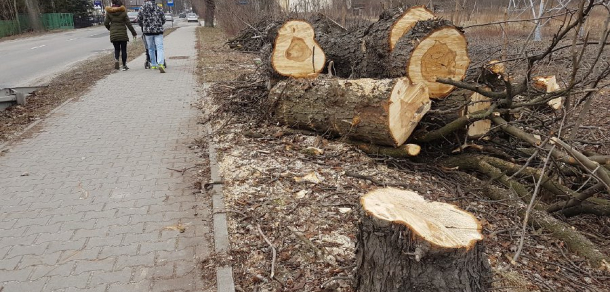 Przy ul. Śląskiej leży wiele wyciętych drzew