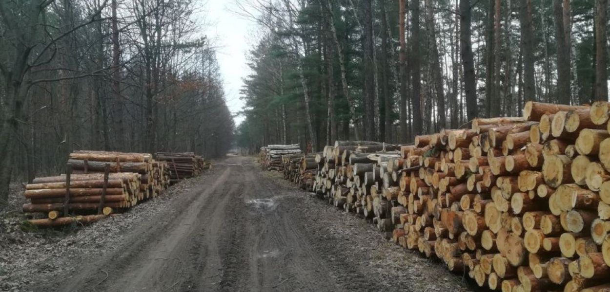 Drewno wycięte w lesie w rejonie Grobli