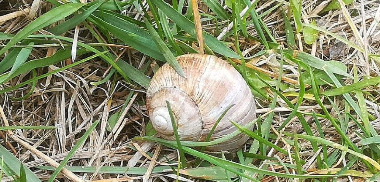 Skupowane są ślimaki o średnicy muszli minimum 30 mm