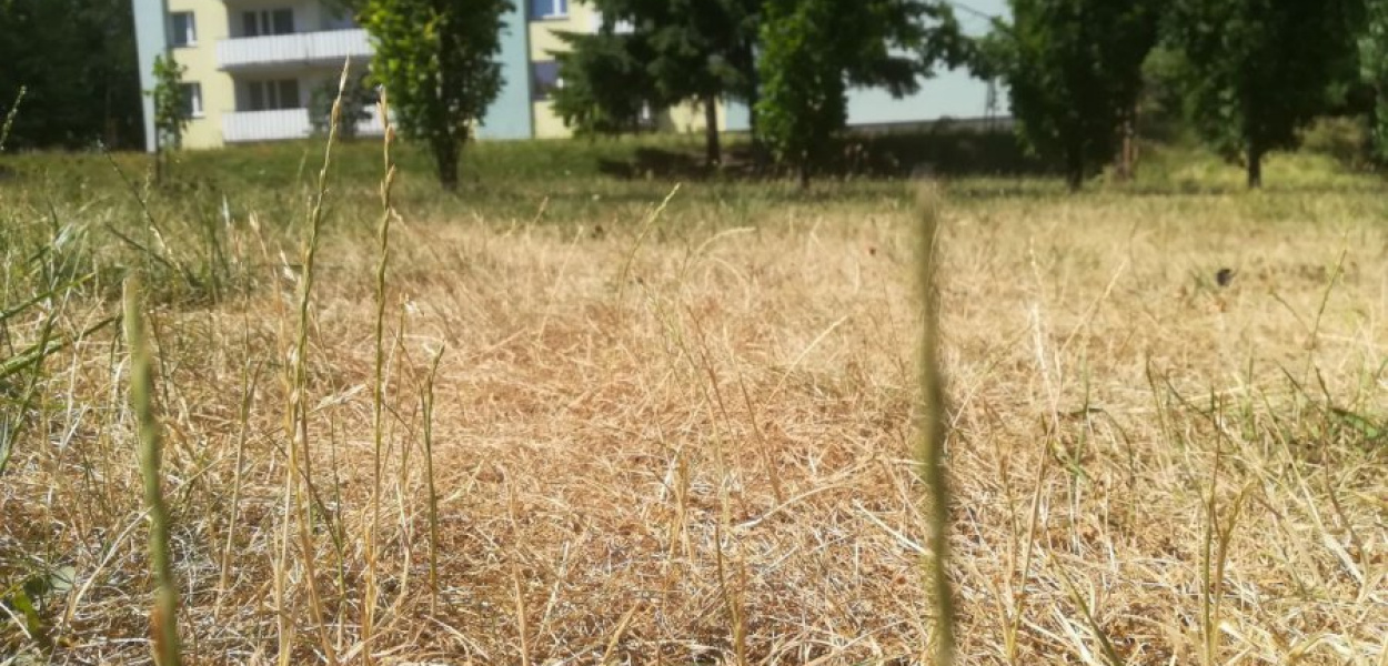Prezes spółdzielni tłumaczy, że wysoka trawa stanowiła zagrożenie pożarowe