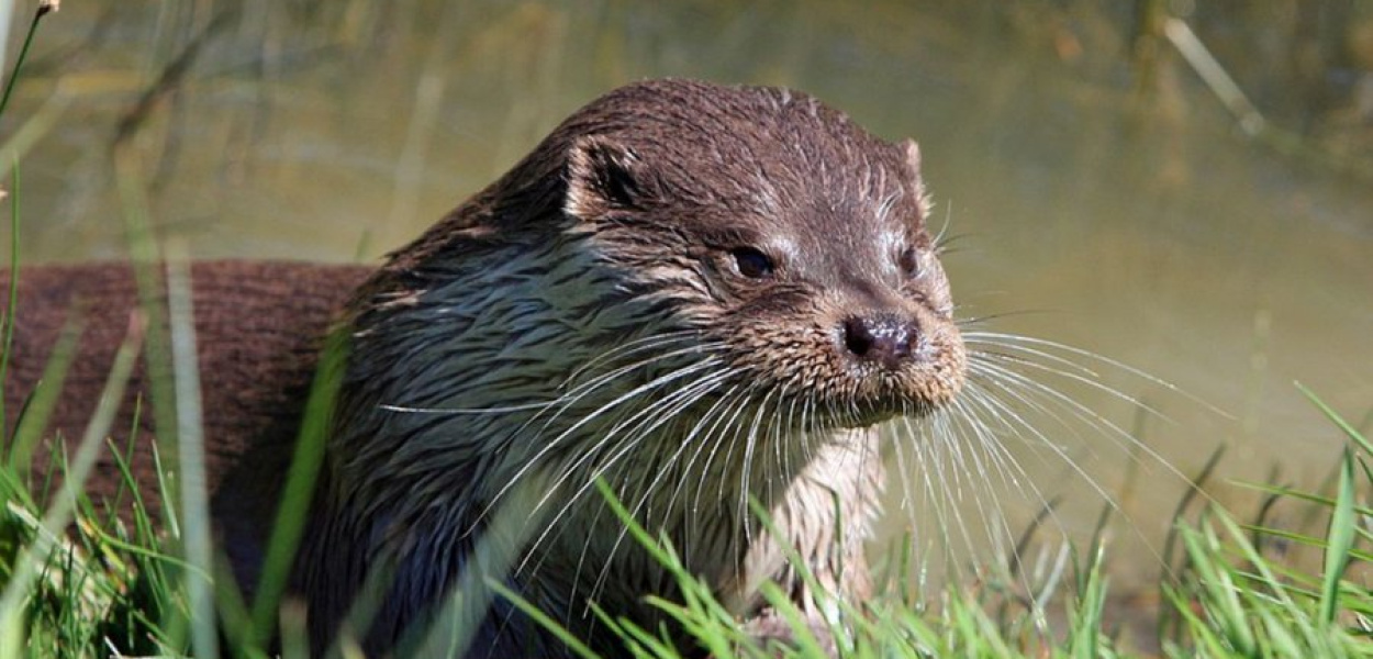 Przez wędkarzy wydry są uznawane za szkodniki fot. pixabay.com