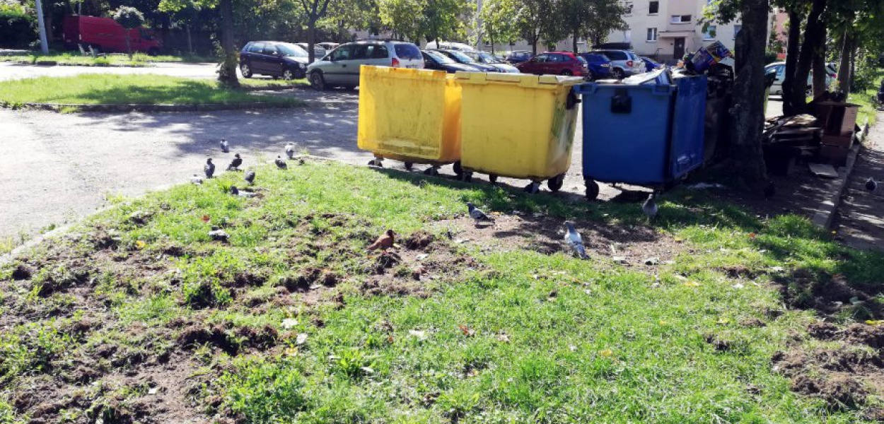 Dziki ryją przy śmietnikach na osiedlu Południe w Chrzanowie. Zdjęcie przysłane przez czytelnika.