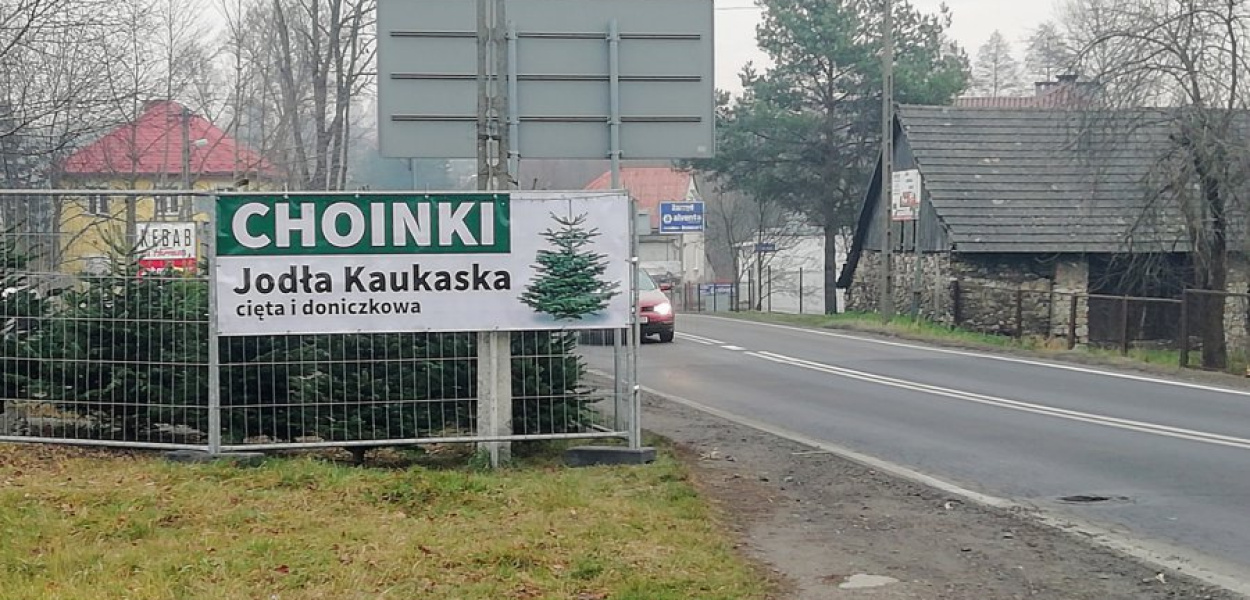Choinki przy Mickiewicza w Alwerni zasłaniają wyjazd z Prusa
