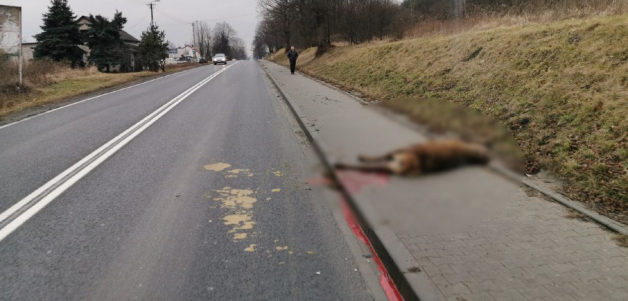 Jeleń nie przeżył zderzenia z samochodem