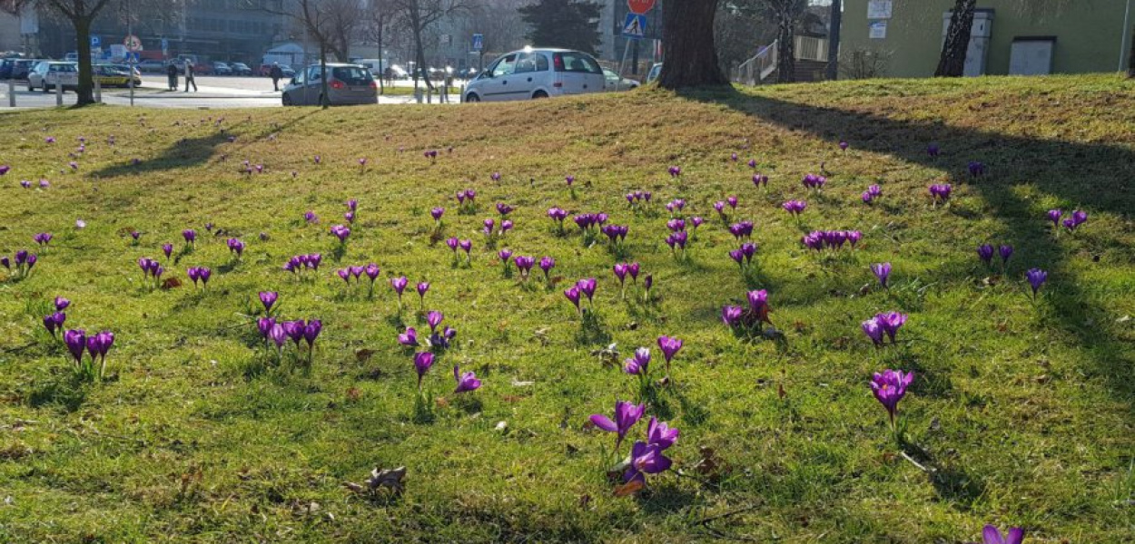  Krokusy pojawiły się na trawniku naprzeciwko ogrodzenia kościoła Matki Bożej Różańcowej.