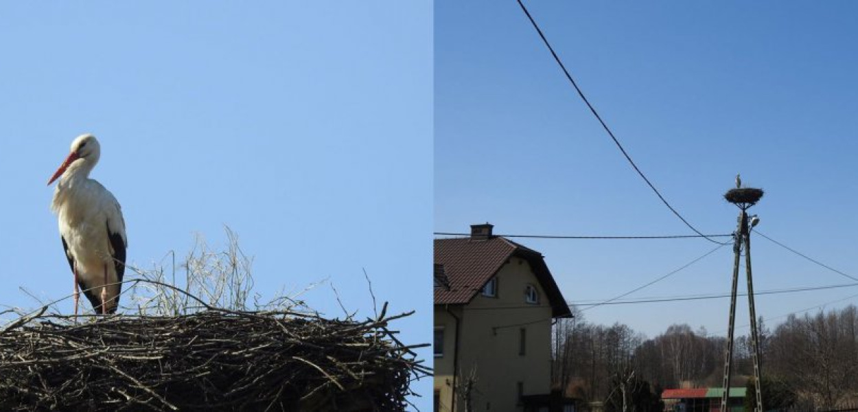 Bocian w gnieździe w Pile Kościeleckiej, fot. czytelnika