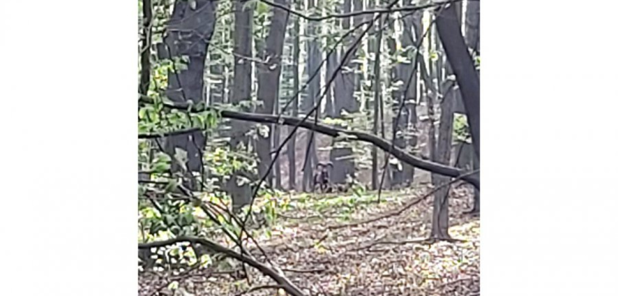 Zdjęcie muflona zrobione przez Piotra Krzemienia w lesie między Płokami a Psarami