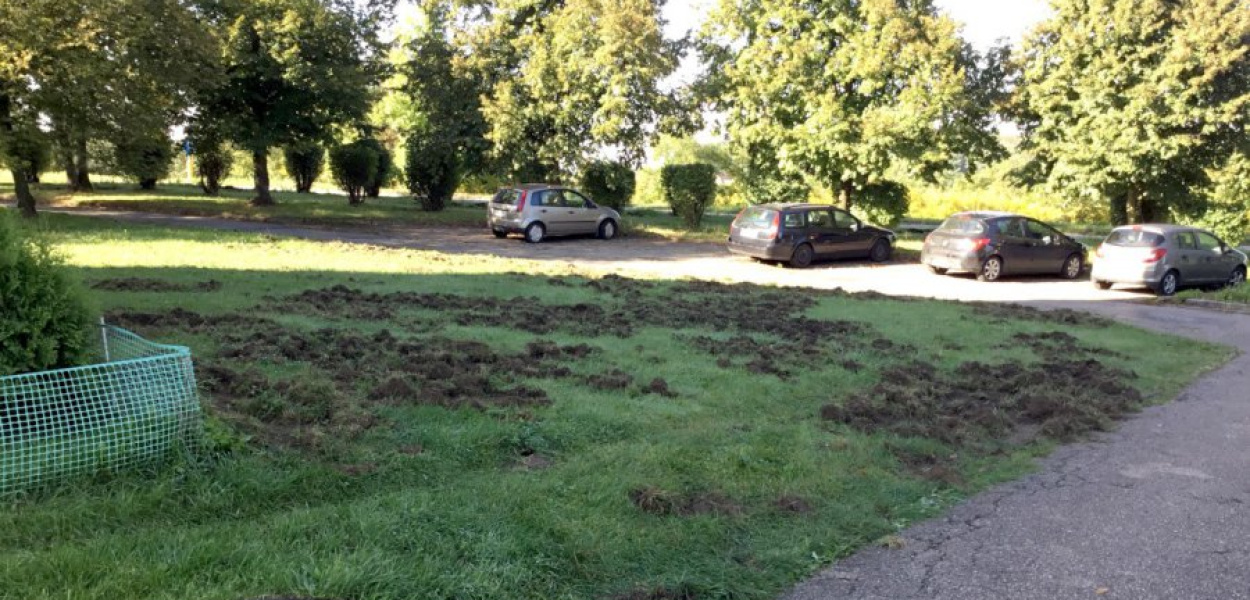 Trawnik przy jednym z bloków na ul. Szarych Szeregów w Chrzanowie jest zryty przez dziki. FOT. Bartłomiej Woźniak