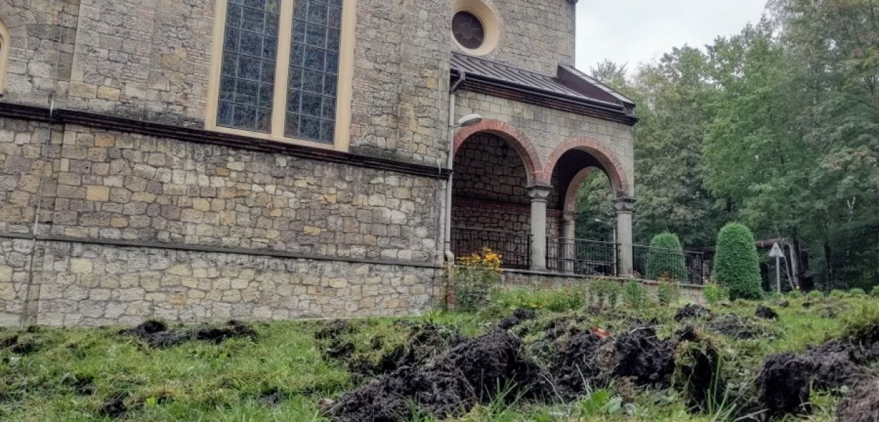 Dziki zryły teren przy kościele MBO przy Borowcowej w Chrzanowie